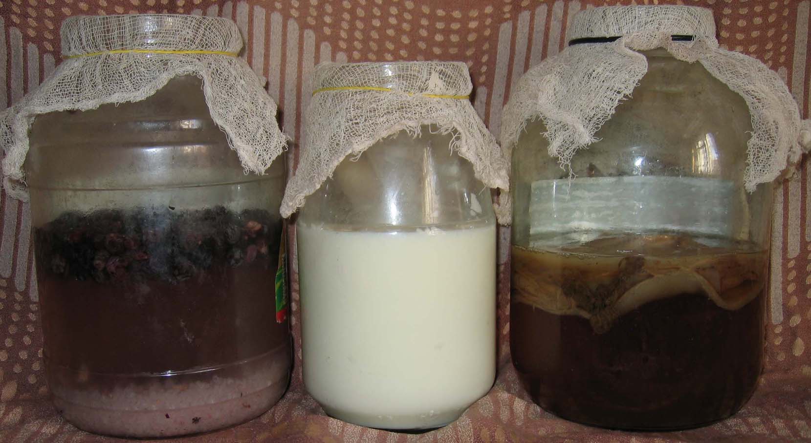 Молоко, кефир, молочный гриб в помощь организму